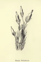 Bassia Palealensis